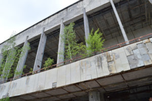 Plants grow inside of one of the abandoned building of Pripyat, Ukraine