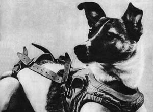 laika_soviet_dog